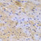 Sarcoglycan Epsilon antibody, 19-593, ProSci, Immunohistochemistry frozen image 