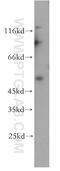 Tripartite Motif Containing 17 antibody, 13663-1-AP, Proteintech Group, Western Blot image 