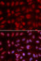 SIN3 Transcription Regulator Family Member A antibody, 16-224, ProSci, Immunofluorescence image 