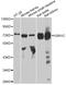 USH1 Protein Network Component Harmonin antibody, STJ26052, St John