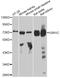 AIE75 antibody, STJ26052, St John