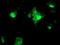 Frataxin antibody, NBP2-01743, Novus Biologicals, Immunofluorescence image 