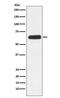 Fc Fragment Of IgA Receptor antibody, M07546, Boster Biological Technology, Western Blot image 