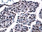 Contactin 1 antibody, AF904, R&D Systems, Immunohistochemistry frozen image 