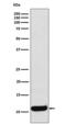 C-C Motif Chemokine Ligand 19 antibody, M01605-2, Boster Biological Technology, Western Blot image 