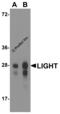 TNF Superfamily Member 14 antibody, RF16061, ProSci, Western Blot image 