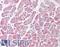 Isocitrate Dehydrogenase (NADP(+)) 1, Cytosolic antibody, LS-B2329, Lifespan Biosciences, Immunohistochemistry paraffin image 