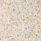Secreted Frizzled Related Protein 2 antibody, A01752, Boster Biological Technology, Immunohistochemistry frozen image 