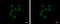 RuvB Like AAA ATPase 2 antibody, GTX128970, GeneTex, Immunocytochemistry image 