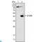Death Domain Associated Protein antibody, LS-C812566, Lifespan Biosciences, Western Blot image 