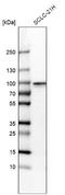 Regulatory Factor X2 antibody, NBP2-13224, Novus Biologicals, Western Blot image 