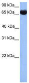 Heat Shock Protein Family A (Hsp70) Member 1 Like antibody, TA335710, Origene, Western Blot image 