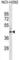 Metallophosphoesterase 1 antibody, abx030418, Abbexa, Western Blot image 