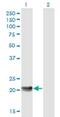 Mediator Complex Subunit 18 antibody, H00054797-B01P, Novus Biologicals, Western Blot image 