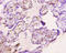 Apelin antibody, orb242623, Biorbyt, Immunohistochemistry paraffin image 