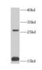 Coenzyme Q7, Hydroxylase antibody, FNab01880, FineTest, Western Blot image 