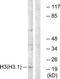 Histone H3 antibody, TA314736, Origene, Western Blot image 