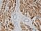 NADH dehydrogenase [ubiquinone] 1 alpha subcomplex subunit 8 antibody, H00004702-M05, Novus Biologicals, Immunohistochemistry frozen image 