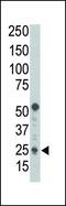 BCL2 Binding Component 3 antibody, PA5-11397, Invitrogen Antibodies, Western Blot image 