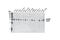 Heterogeneous Nuclear Ribonucleoprotein A2/B1 antibody, 9304S, Cell Signaling Technology, Western Blot image 