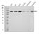 KISS1 Receptor antibody, A01364-2, Boster Biological Technology, Western Blot image 