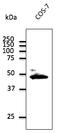 Connexin-43 antibody, AB0016-500, Origene, Western Blot image 
