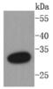 Protein Phosphatase 1 Regulatory Inhibitor Subunit 1B antibody, NBP2-67462, Novus Biologicals, Western Blot image 