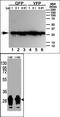 GFP antibody, AM11009PU-N, Origene, Western Blot image 