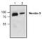 Nectin Cell Adhesion Molecule 3 antibody, NBP1-45736, Novus Biologicals, Western Blot image 