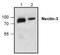 Poliovirus receptor-related protein 3 antibody, NBP1-45736, Novus Biologicals, Western Blot image 