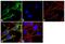 Syntaxin 1A antibody, PA1-1042, Invitrogen Antibodies, Immunofluorescence image 