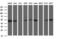 Secernin 1 antibody, M10002, Boster Biological Technology, Western Blot image 