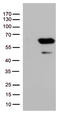 SMAD Family Member 1 antibody, TA507240, Origene, Western Blot image 