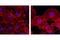 Beta-Actin antibody, 8046S, Cell Signaling Technology, Immunocytochemistry image 