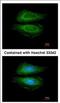 Cortactin antibody, NBP2-15972, Novus Biologicals, Immunofluorescence image 