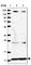 NADH dehydrogenase [ubiquinone] 1 alpha subcomplex subunit 2 antibody, HPA035933, Atlas Antibodies, Western Blot image 