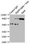 Heat Shock Protein 90 Alpha Family Class A Member 1 antibody, CSB-RA010802A0HU, Cusabio, Immunoprecipitation image 