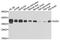 Gap Junction Protein Delta 2 antibody, MBS126733, MyBioSource, Western Blot image 