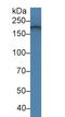 Laminin Subunit Alpha 4 antibody, LS-C299867, Lifespan Biosciences, Western Blot image 