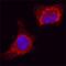 Apoptosis Inducing Factor Mitochondria Associated 1 antibody, BAF1457, R&D Systems, Immunocytochemistry image 