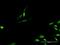 Tim1 antibody, H00008914-D01P, Novus Biologicals, Immunofluorescence image 