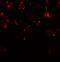 Chromodomain Helicase DNA Binding Protein 7 antibody, A01533, Boster Biological Technology, Immunofluorescence image 