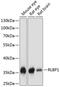 Retinaldehyde-binding protein 1 antibody, GTX66554, GeneTex, Western Blot image 