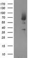 Mahogunin Ring Finger 1 antibody, LS-C337320, Lifespan Biosciences, Western Blot image 