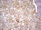 Insulin Like Growth Factor 1 antibody, LS-C799808, Lifespan Biosciences, Immunohistochemistry paraffin image 