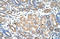 WD Repeat Domain 4 antibody, orb324953, Biorbyt, Immunohistochemistry paraffin image 