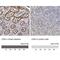 Cingulin antibody, NBP1-89600, Novus Biologicals, Immunohistochemistry paraffin image 