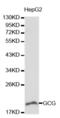 Glucagon antibody, abx001034, Abbexa, Western Blot image 