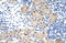 Ribonuclease H2 Subunit A antibody, 29-378, ProSci, Immunohistochemistry frozen image 