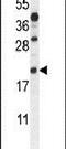 AIF1 antibody, PA5-23952, Invitrogen Antibodies, Western Blot image 